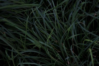 Yeşil çimenlerin soyut arkaplanı