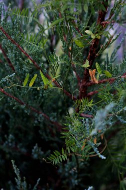 Bir çam ağacına yakın.