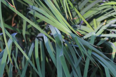 Su damlalı yeşil çimen