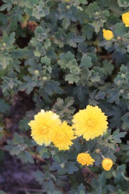 Bahçedeki sarı çiçekler