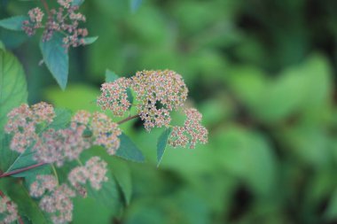 Bahçedeki güzel çiçekler