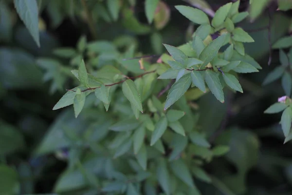 Grüne Blätter Garten — Stockfoto