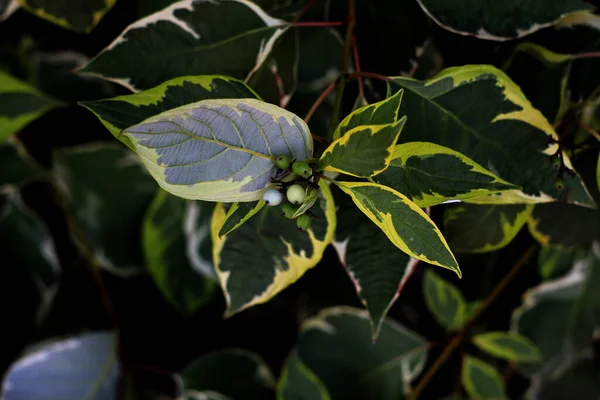 Foglie Verdi Pianta Giardino — Foto Stock