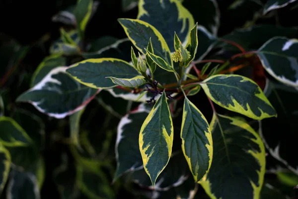 Hojas Verdes Una Planta Jardín — Foto de Stock