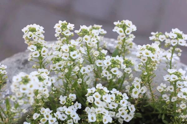 Blommor Från Vårsäsongens Dal — Stockfoto