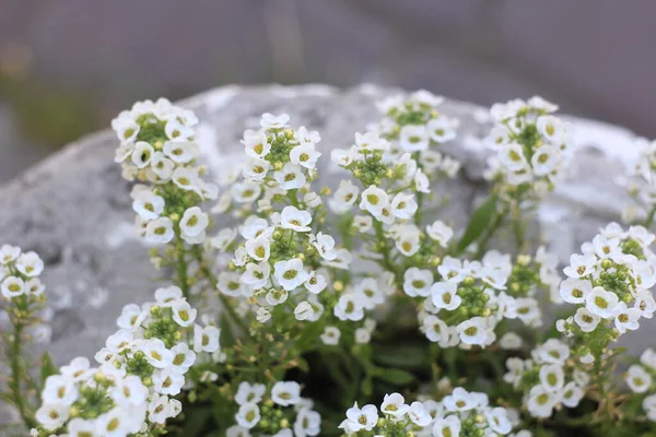 Blommor Trädgården — Stockfoto