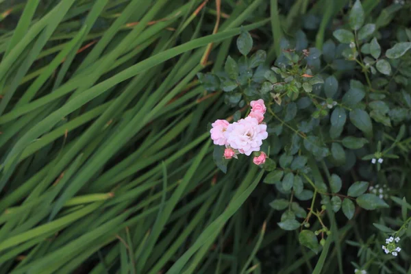 Bellissimi Fiori Rosa Giardino — Foto Stock