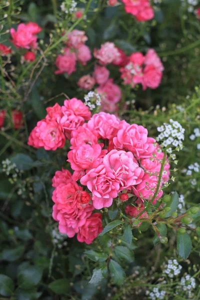 Pink Roses Garden — Stock Photo, Image