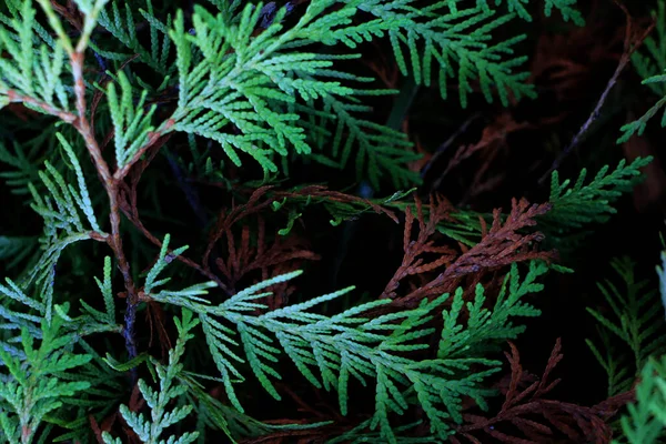 Árvore Natal Com Cones Ramos Abeto — Fotografia de Stock