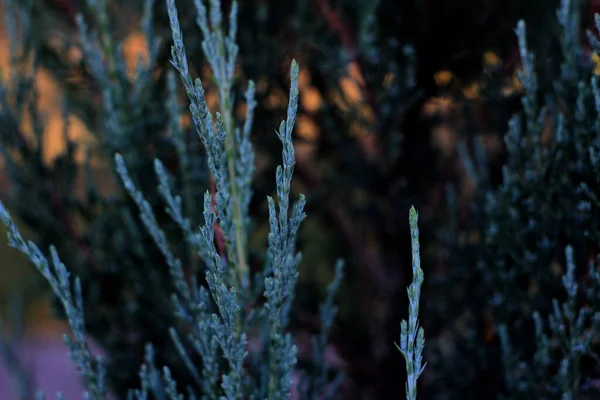 Droog Gras Het Winterbos — Stockfoto