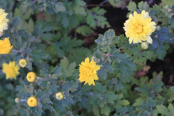 Yellow Flowers Garden — Stock Photo, Image