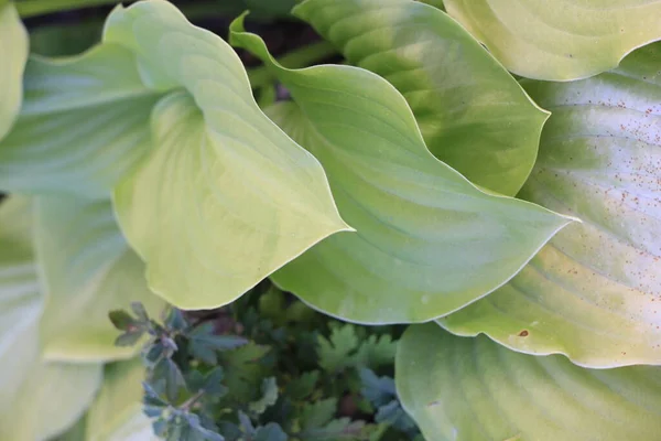 Flor Loto Jardín — Foto de Stock