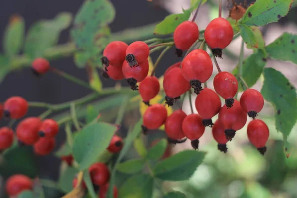 Berry Merah Dari Hawthorn Pohon Stok Foto