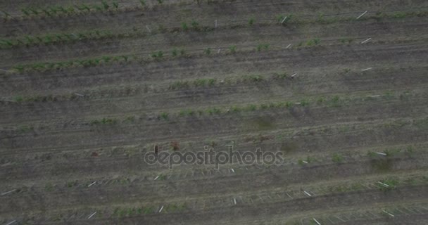 Cámara vuela sobre un huerto de otoño al oeste de Ucrania — Vídeos de Stock