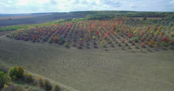 カメラは飛ぶ秋果樹園西ウクライナ — ストック動画