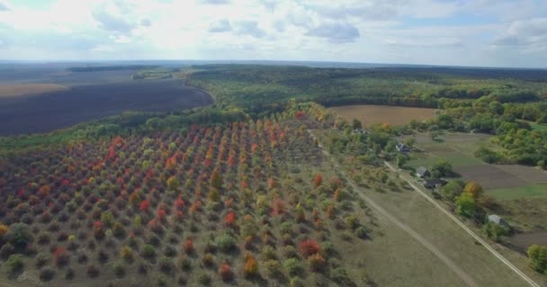 Kameran flyger över en höst orchard västra Ukraina — Stockvideo