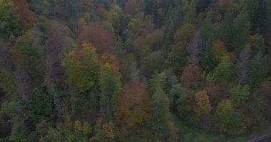 Drone sonbahar ağaçlardan dağda uçar.