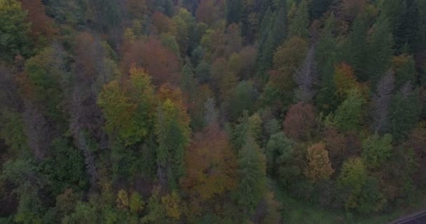 Drone revient des arbres d'automne sur la montagne 
