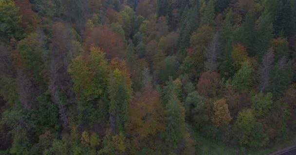 Drone flies back from autumn trees on mountain — Stock Video