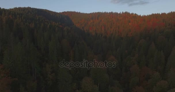 Luchtfoto van herfst bomen in de Karpaten-Oekraïne — Stockvideo