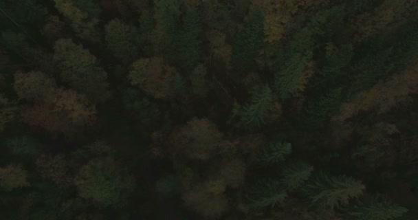 Воздушная лестница осенних деревьев в Карпатах Украина — стоковое видео