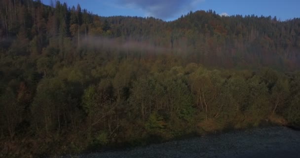 Aérien des arbres d'automne dans les montagnes des Carpates Ukraine — Video