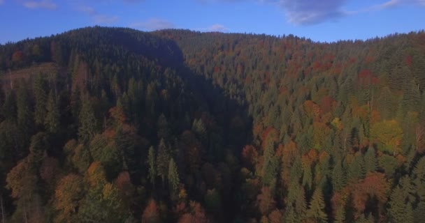 Luchtfoto van herfst bomen in de Karpaten-Oekraïne — Stockvideo