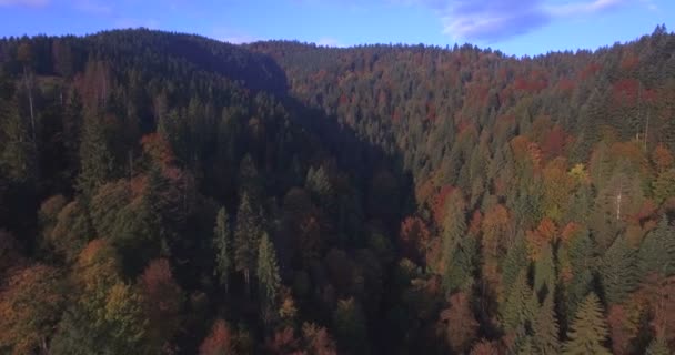 Légi őszi fák, a Kárpátok, Ukrajna — Stock videók