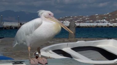 Mykonos Yunanistan'ın ünlü Pelikan Petros.