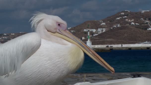 Petros de beroemde pelikaan van Mykonos Griekenland. — Stockvideo