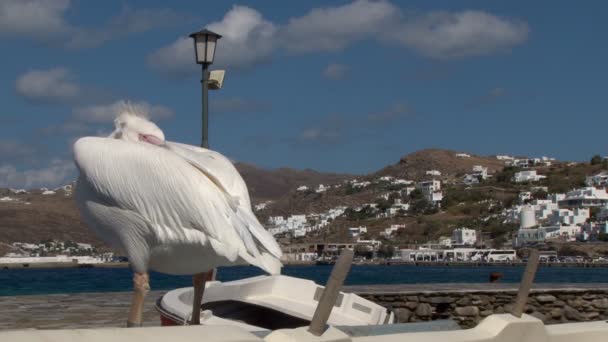 Petros der berühmte pelikan von mykonos griechenland. — Stockvideo