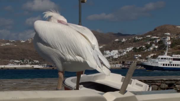 Petros il famoso pellicano di Mykonos Grecia . — Video Stock