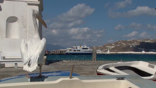Petros el famoso pelícano de Mykonos Grecia . — Vídeos de Stock