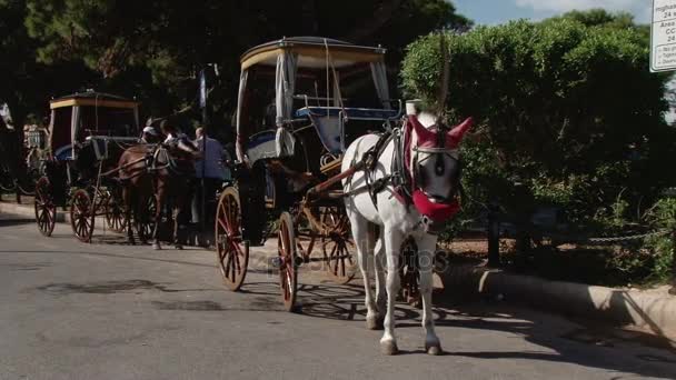 Ló és a hibás vár a turisták, Valletta, Málta — Stock videók