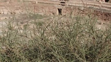 Kuru ot Leptis Magna, anfi tiyatro ile Rüzgar esiyor