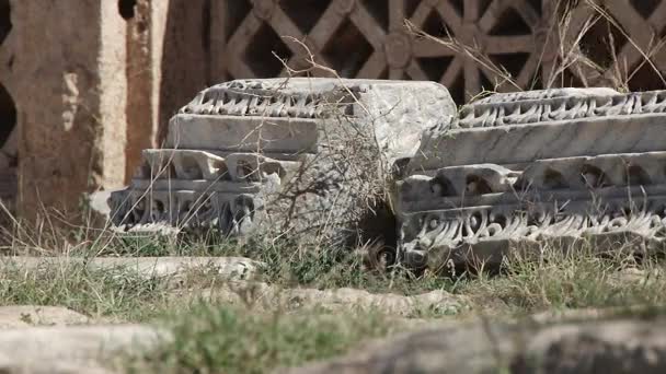 Droog gras waait in de wind in de buurt van het forum in Leptis Magna — Stockvideo