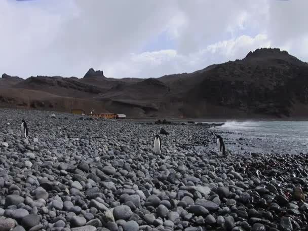 Gentoo-Pinguine an einem felsigen Strand — Stockvideo