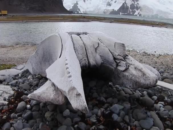 Oude walvis botten op een strand van Antarctica — Stockvideo