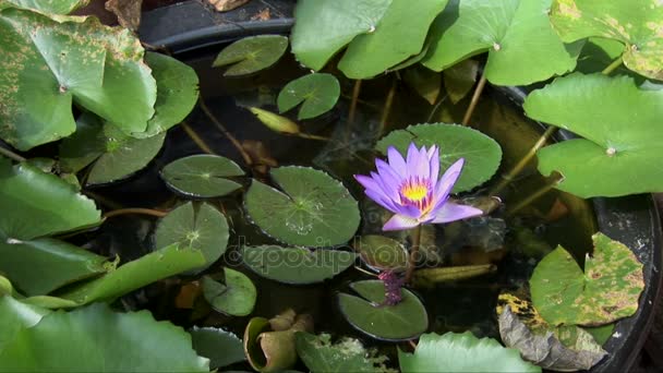 Paarse lotusbloem in een kom in Penang — Stockvideo