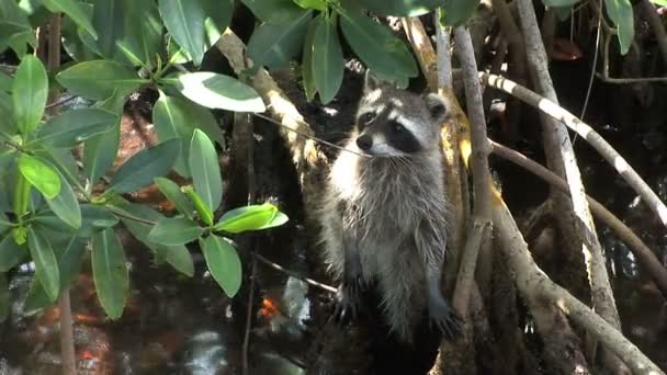 Racoon en el Parque Nacional Lucayan en Grand Bahama — Vídeos de Stock