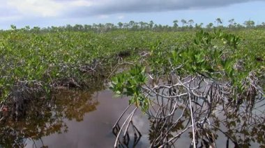 Lucayan Milli Parkı üzerinde Grand Bahama