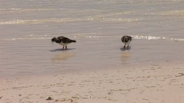 AVES EN LA PLAYA DE LUCAYAN, GRAND BAHAMA — Vídeos de Stock