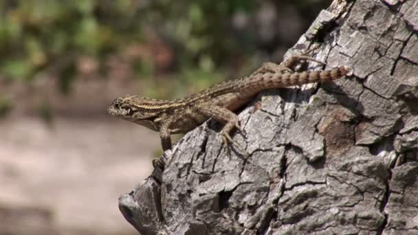 Lagarto em uma árvore no Parque Nacional Lucayan no Grand Bahama — Vídeo de Stock