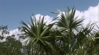Lucayan Milli Parkı üzerinde Grand Bahama