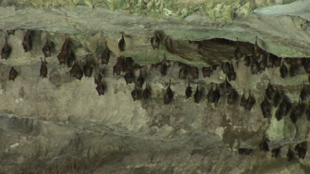 Vleermuizen in een grot in het Nationaal Park Arawakse op Grand Bahama — Stockvideo