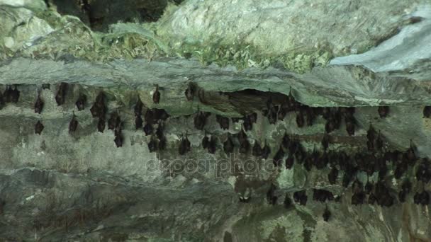 Chauves-souris dans une grotte dans le parc national Lucayan sur le Grand Bahama — Video