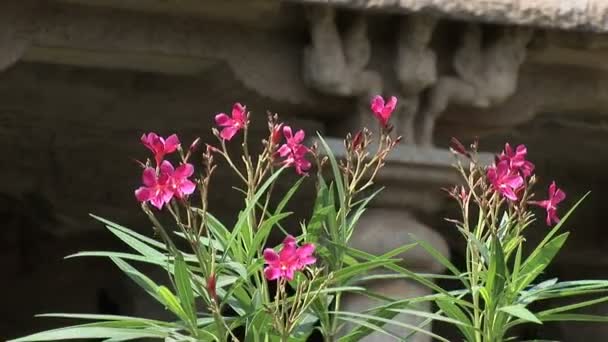 Pretty flowers in front of one of the five Rathas — Stock Video