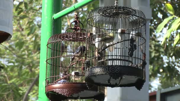 Bir Hong Kong pazarında şarkı kuşlar — Stok video