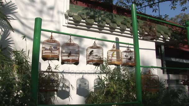 Bir Hong Kong pazarında şarkı kuşlar — Stok video