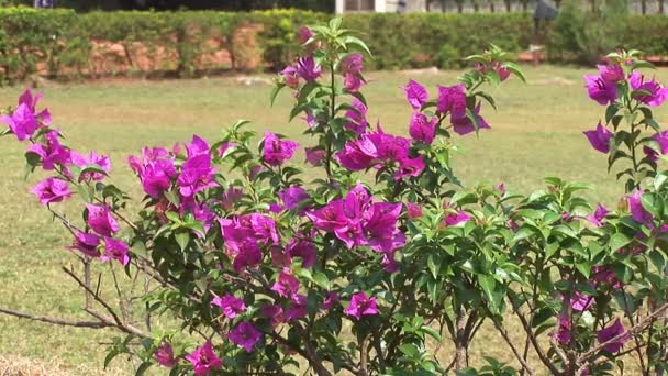 Blommor nära av St.Catherine katedralen i gamla Goa, Indien — Stockvideo